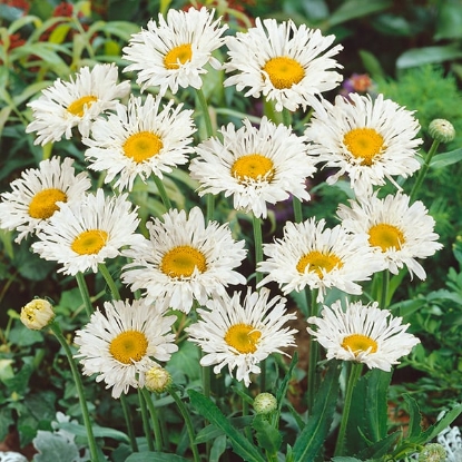 Picture of Chrysanthemum - Leucanthemum Crazy Daisy